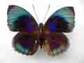 Agrias beata beata GYNANDROMORPH or ABERRATION Satipo Peru 1 (Internet Image property of respective owner, non-commercial use only)